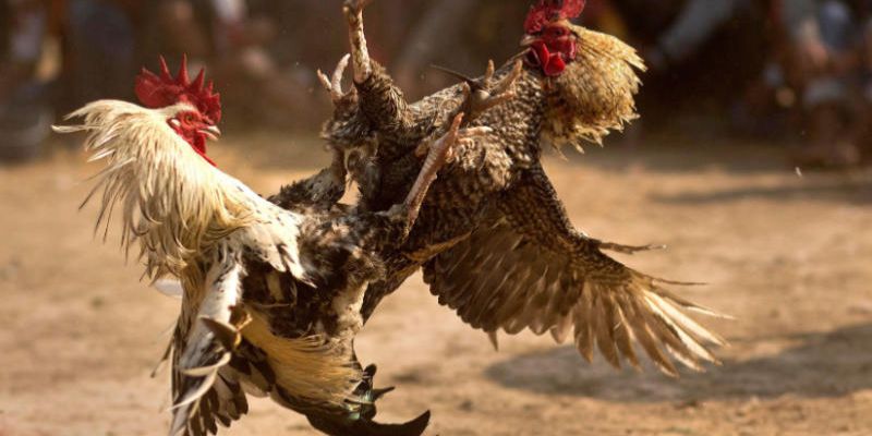 Cách xem màu mạng gà đá đơn giản và hiệu quả