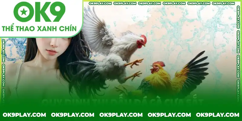 Thời gian thi đấu chọi gà cựa sắt khá nhanh so với đá gà đòn Thời gian thi đấu chọi gà cựa sắt khá nhanh so với đá gà đòn